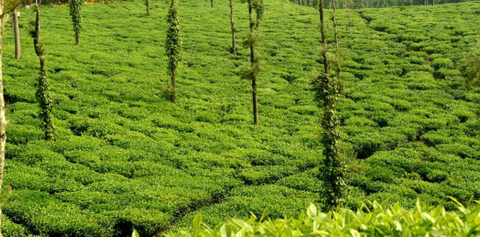 tea plantation in coorg Coorg trip from Bangalore - Scenic view