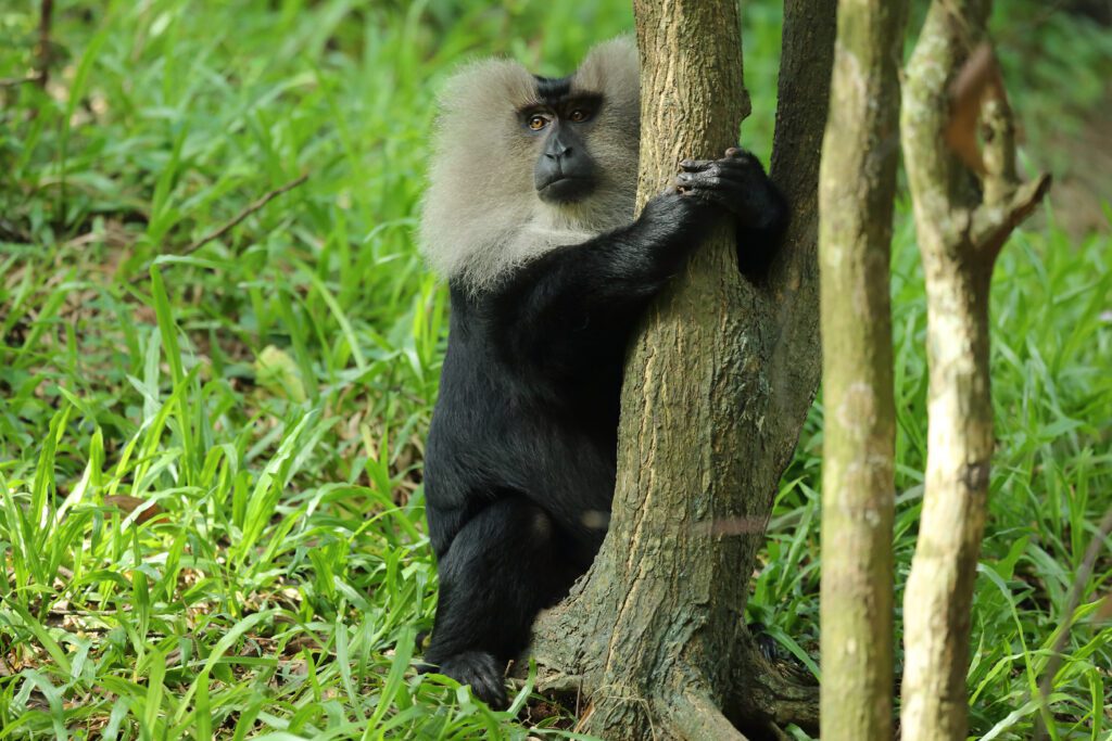 Zoological Park in Trivandrum